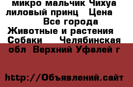 микро мальчик Чихуа лиловый принц › Цена ­ 90 - Все города Животные и растения » Собаки   . Челябинская обл.,Верхний Уфалей г.